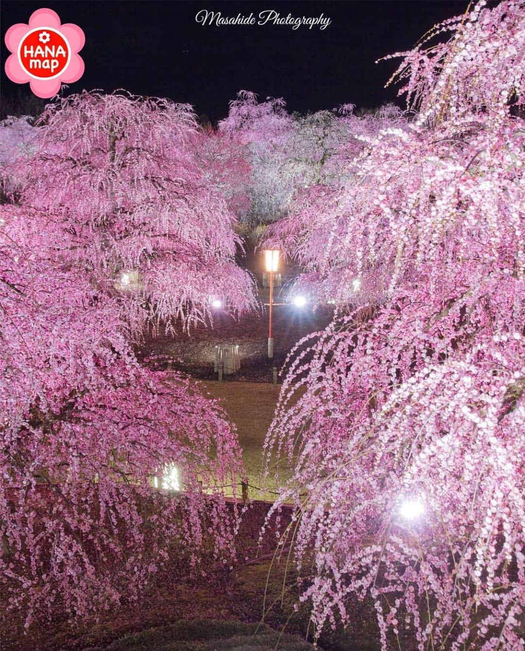 はなまっぷ❁日本の花風景さんのインスタグラム写真 - (はなまっぷ❁日本の花風景Instagram)「🌸はなまっぷ🌸 * @fcmasamasa さんの  花のある風景に花まるを💮 * 立派な枝垂れ梅が咲き乱れる豪華絢爛な夜景色をありがとうございます😊🌸 * 三重　#鈴鹿の森庭園 Suzuka Forest Garden, Mie Pref. * 🌼ウメの花言葉📝🌼 気品、忠実 * 見頃を過ぎている場所もご紹介しています。お出かけの際はHP等で最新の情報をご確認くださいね🙏🌸 * 🌸•••🌸•••🌸•••🌸•••🌸•••🌸 * いつも素敵なお花をありがとうございます😊 日本の花のある風景にタグ付けしてください🌸 お花があれば何でもOKです💓 * #はなまっぷ * #日本の美しい花風景#花のある風景#花#花言葉#風景#梅#枝垂れ梅#しだれ梅#夜景#ライトアップ」3月3日 20時55分 - hanamap