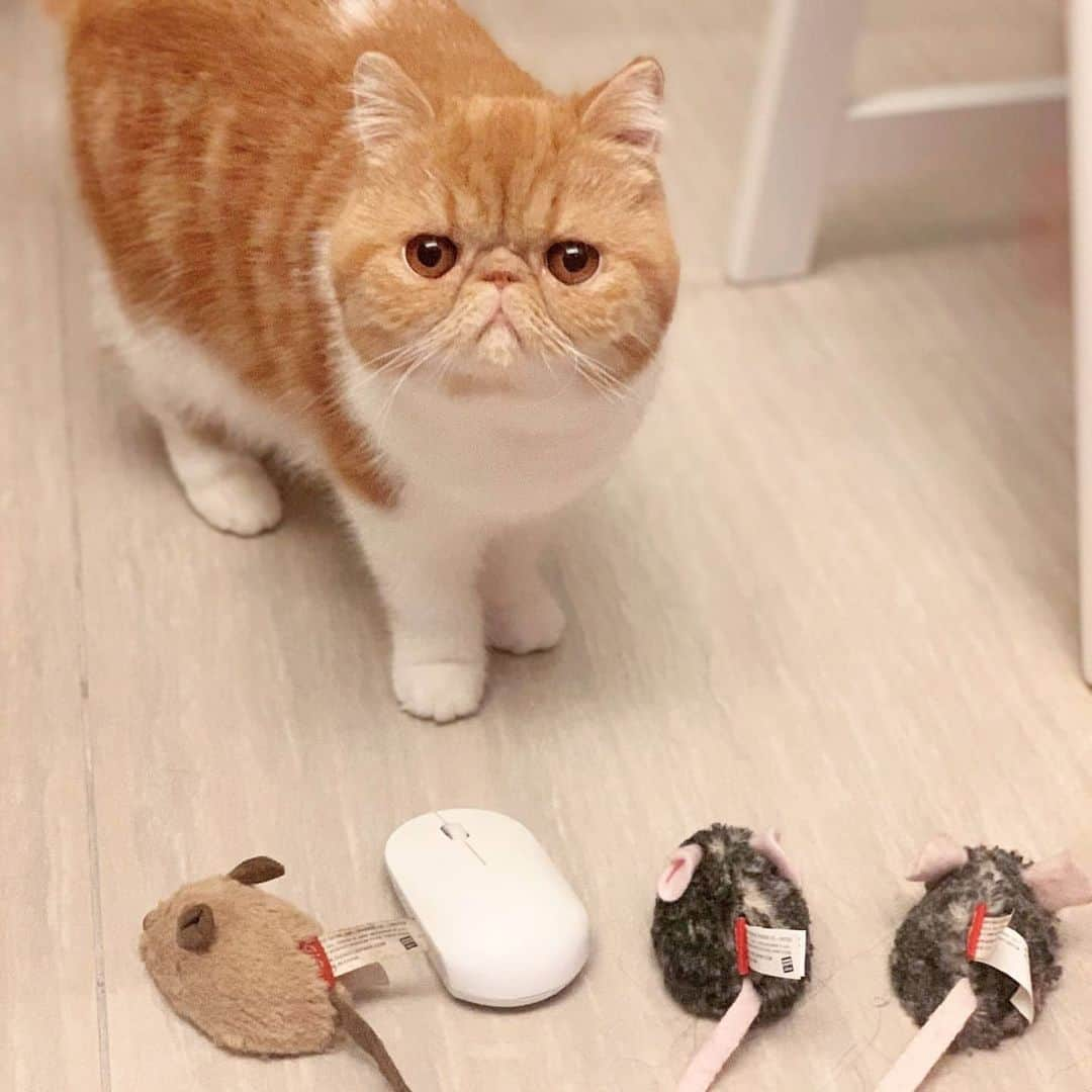 CatStockerさんのインスタグラム写真 - (CatStockerInstagram)「Hello! #catstocker is here!  Follow our FURRriend @mia.thegingerbread  Scroll right for more pictures 👉 . . . . . #cat #neko #mačka #chat #kočka #котка #kotek #kot #кіт #mače #кошка #кот #katze #gato #gatto #kissa #kattunge #猫 #고양이 #貓 #kedi #köttur #kissanpentu #חתול #кішка #kedicik #кошеня #gattino #子猫」3月3日 21時36分 - catstocker