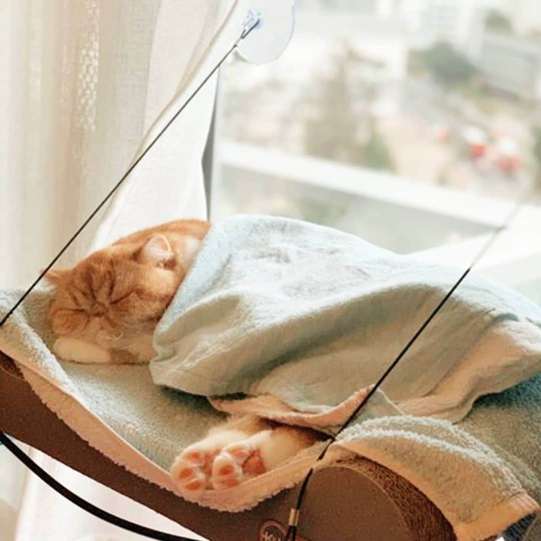 CatStockerのインスタグラム：「Hello! #catstocker is here!  Follow our FURRriend @mia.thegingerbread  Scroll right for more pictures 👉 . . . . . #cat #neko #mačka #chat #kočka #котка #kotek #kot #кіт #mače #кошка #кот #katze #gato #gatto #kissa #kattunge #猫 #고양이 #貓 #kedi #köttur #kissanpentu #חתול #кішка #kedicik #кошеня #gattino #子猫」