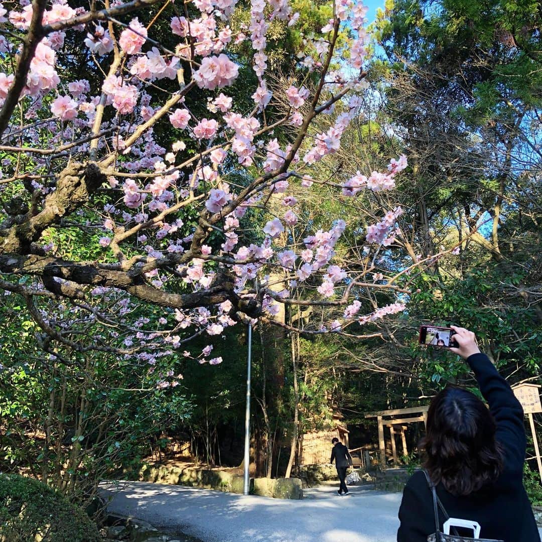 山本浩未さんのインスタグラム写真 - (山本浩未Instagram)「最強の案内人と共に#伊勢詣で 。今まで詣ったことのなかったお宮、知らなかった謂れ等を教えていただく。 お天気よく温かな詣で日和にも感謝✨🙏🏻✨ 伊勢の神様は女性が多い。#美の神様 #木花咲耶姫 のとこへ行く途中に桜🌸 今年初🌸☺️🌸 #毎年恒例行事  miyakeさん、ありがとうございました❤️」3月3日 22時30分 - hiromicoy