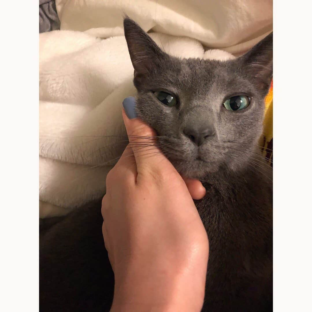 山崎紘菜さんのインスタグラム写真 - (山崎紘菜Instagram)「🎂 Birthday Boy❤️❤️❤️ 2years have passed since we've been together. Thanks for always being there for me. You're the best cat in the world. Hope we'll stay together forever and ever. I love you, Al. #ひな祭り生まれの男の子 #お誕生日おめでとう #だいすきだよ」3月3日 22時52分 - hirona_yamazaki