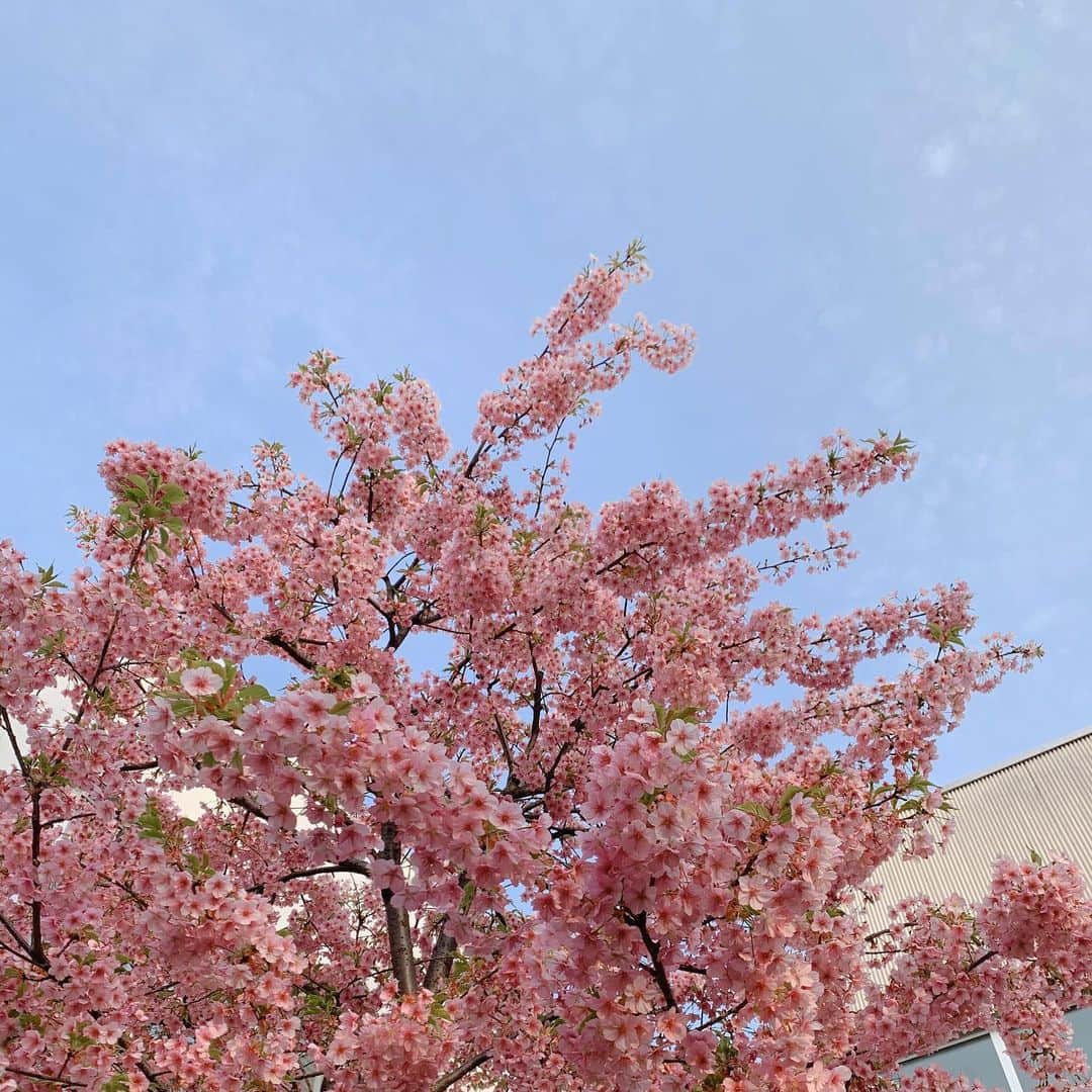 大友花恋さんのインスタグラム写真 - (大友花恋Instagram)「少しあったかい日。 春みっけ~🌷」3月3日 23時27分 - karen_otomo