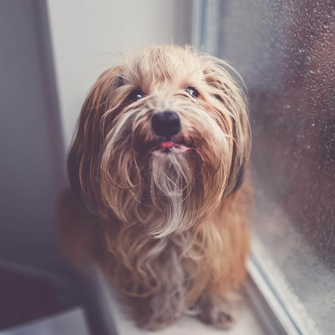 Holly Sissonのインスタグラム：「These rainy winter days! We are not fans! 🤣 #Havanesedog #toronto #bokeh rain ~ See more of Oliver, and Alice & Finnegan, on their pet account @pitterpatterfurryfeet ~ Canon 1D X MkII + 35 f1.4L II @ f1.4 (See my bio for full camera equipment information plus info on how I process my images. 😊)」
