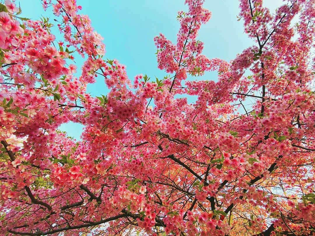 鹿野優以さんのインスタグラム写真 - (鹿野優以Instagram)「春が来るぞー！！！」3月4日 0時15分 - yum.k