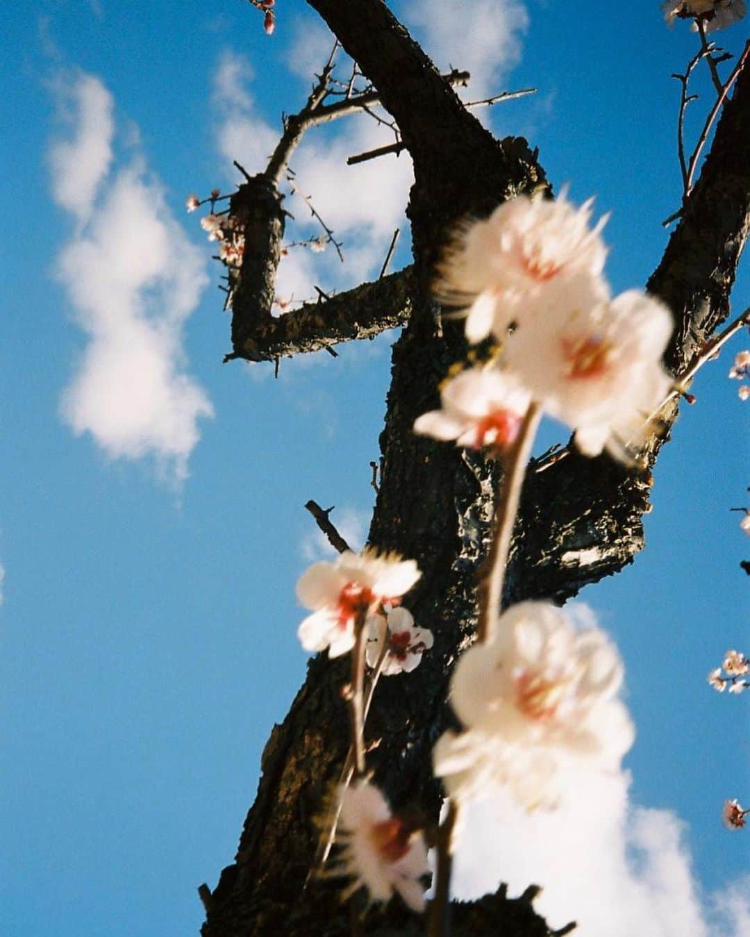 吉田沙世さんのインスタグラム写真 - (吉田沙世Instagram)「１本目は自由気ままに、日常の瞬間をおさめてみました☺︎ また、気ままに載せていきまーす📷✨ #film #35mm  #olympusoproduct」3月4日 0時16分 - sayobaby