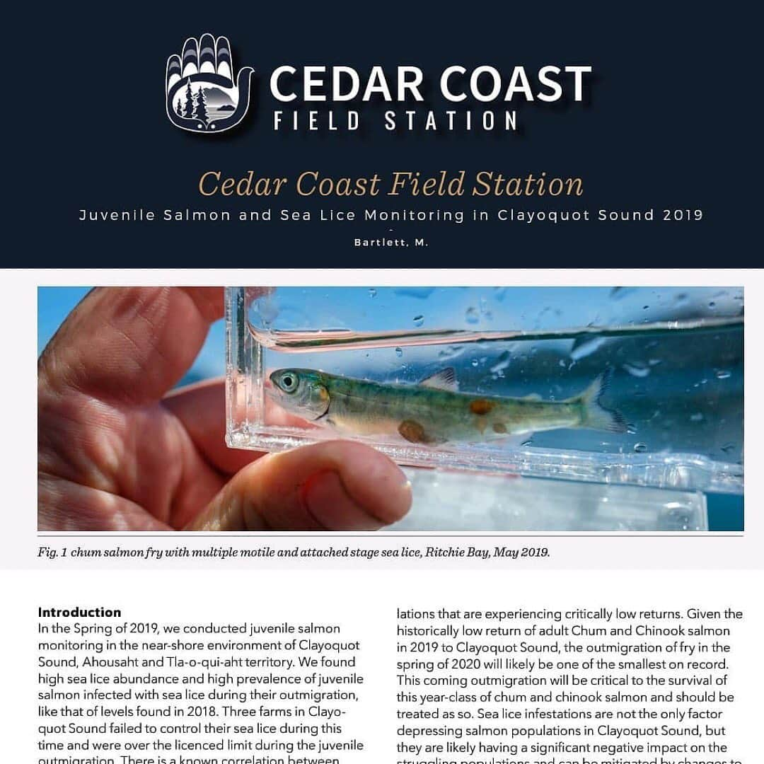 サイモン・ネスマンのインスタグラム：「Repost from @cedar.coast:  Cedar Coast's 2019 Juvenile Salmon & Sealice Monitoring report is out!  As we prepare for this upcoming field season, there's no better time to read up  on our methods, results, and the alarms raised from our most recent report.  Annual monitoring provides valuable data, and data can play a crucial role in policy change and overall conservation efforts. The health and preservation of wild salmon is invaluable, so learn more by reading our report linked in our bio, or by visiting our website.  A huge heartfelt thank you to @oceanoutfitterstofino . This work would not be possible without their support and financial contributions for all of our salmon related research projects.  #wildsalmon #fieldwork #feildstation #offgridliving #cedarcoast #clayoquotsound #explorevancouverisland #pacificnorthwest #sealice」