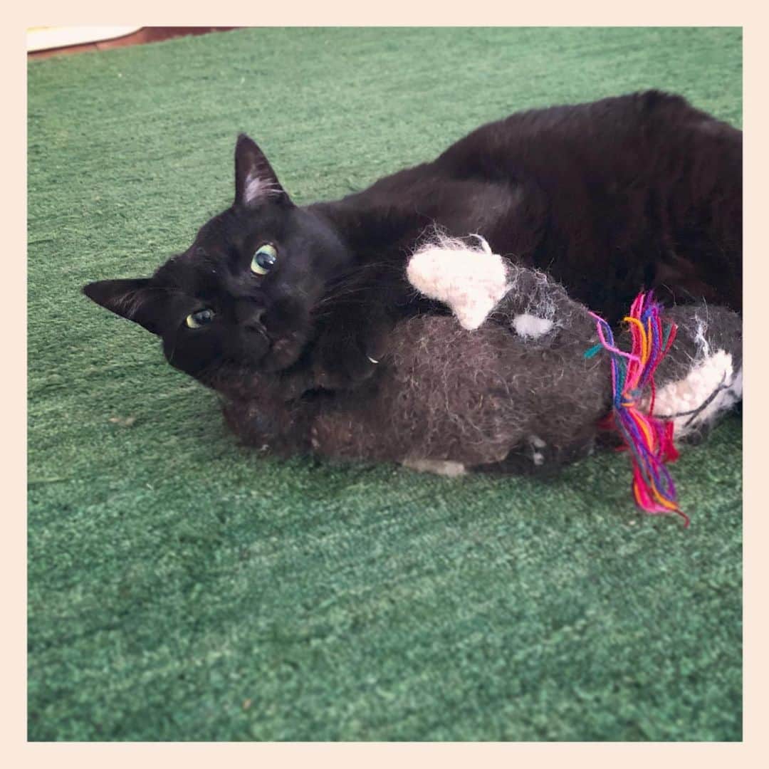 パンといっぴきのインスタグラム：「#元野良猫 #黒猫 #blackcat」