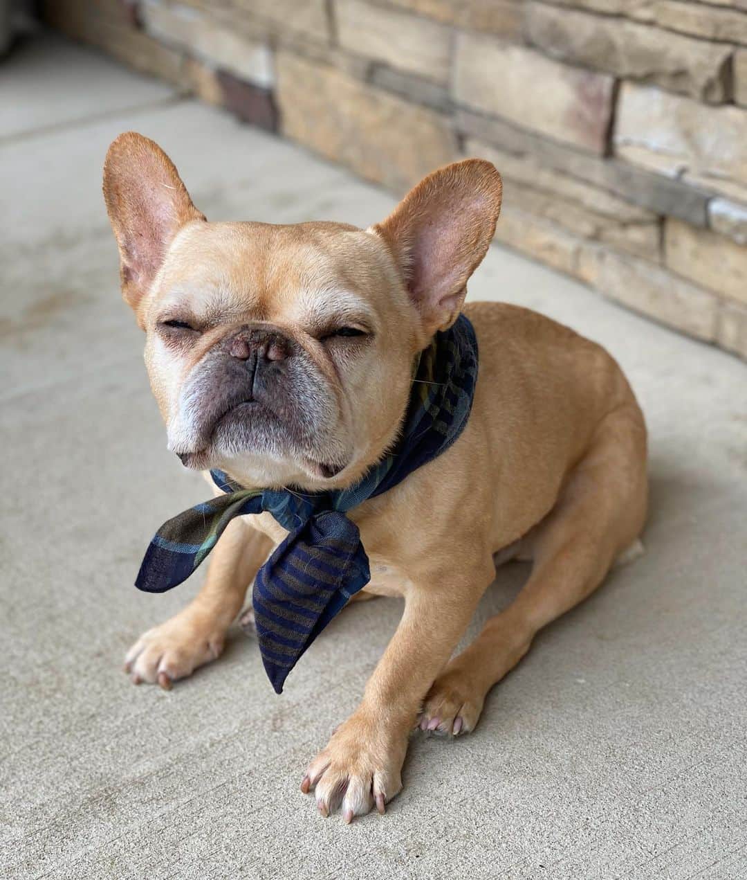 Hamlinのインスタグラム：「I feel soooooo loved by my IG family! My little doggo’s ❤️ is overjoyed with all the well wishes and support from everyone. I don’t know where to even begin with thanking y’allz for helping me through these tough times, but also for being a part of my life all these years. I’m still making my way through all the comments and reading each one. In fact, I can barely keep my eyes open from the warm glare of the OLED screen. Just know that I’m going strong and fighting my way forward in part to all your encouragement. 💪❤️ .......... #bestrong #flaf #sotired」