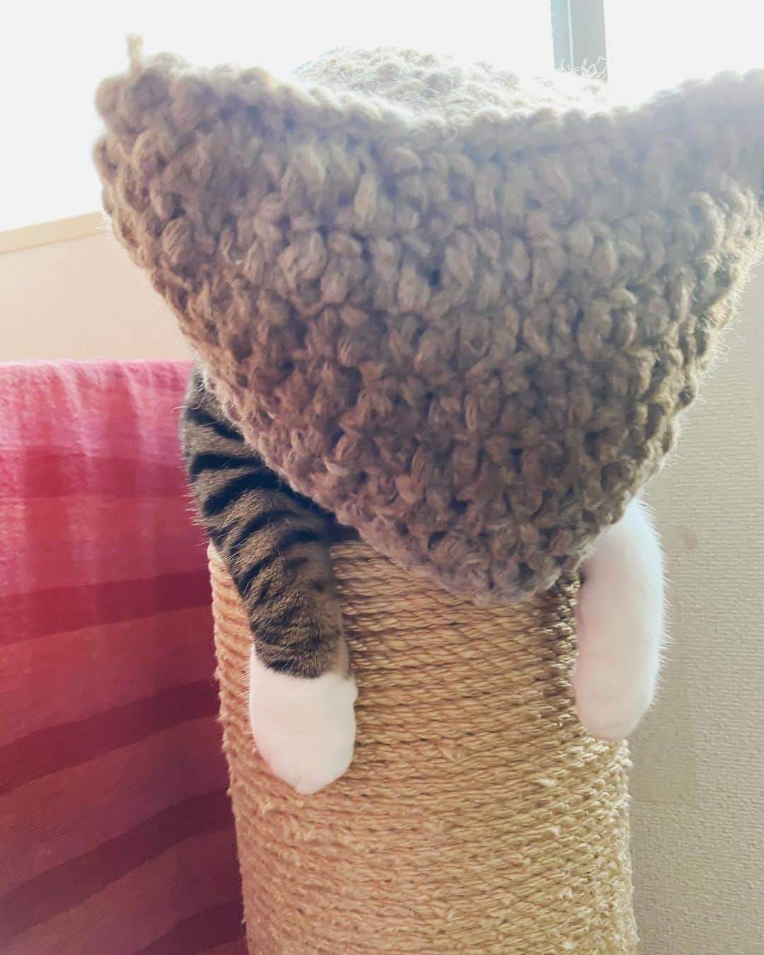 野本かりあのインスタグラム：「『お腹空いたから、起きなさい』 と、毎朝早朝に私を起こすのに 手でシャカシャカするのを、今朝は 頭をザクッとやった生き物が此方に なります。　 #lukarly #にゃんすたぐらむ #catstagram」