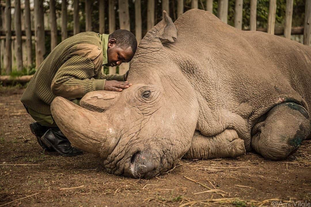 BEAUTIFUL DESTINATIONSさんのインスタグラム写真 - (BEAUTIFUL DESTINATIONSInstagram)「Photo by @amivitale. It’s #WorldWildlifeDay today and the theme is “Sustaining all life on Earth”. Nearly 1 million species are in danger of extinction due to over-exploitation, the climate emergency & habitat degradation. This month also marks 2 years since the passing of the last living Northern White Rhino on the planet, Sudan.  Here, Sudan, is comforted moments before he passed away March 19, 2018 in northern Kenya. Sudan was brought to Kenya from @safari_park_dvur_kralove in the Czech Republic in 2009. He died surrounded by people who loved him at @olpejeta and has been an inspirational figure for many across the world. If there is any meaning in his death, it's that Sudan can be our final wake up call. In a world of 7 billion, we need to start recognizing that we are not separate from nature. When we see ourselves as part of the landscape and part of nature, then saving nature is really about saving ourselves.  Today, fewer than 30,000 rhinos and 3,900 tigers remain in the wild. We are witnessing extinction on our watch and must help them by speaking out and supporting conservation efforts worldwide, especially among the indigenous communities who are on the front lines every day against poaching. Follow  @amivitale @biorescue_project @olpejeta @leibnizizw #Avantea @KenyaWildlifeService @SafariParkDvurKralove @bmbf.bund @leibnizgemeinschaft @MinistryOfTourismAndWildlifeKE @kenyawildlifeservice @thephotosociety @natgeo  to learn more and get involved.」3月4日 10時55分 - beautifuldestinations