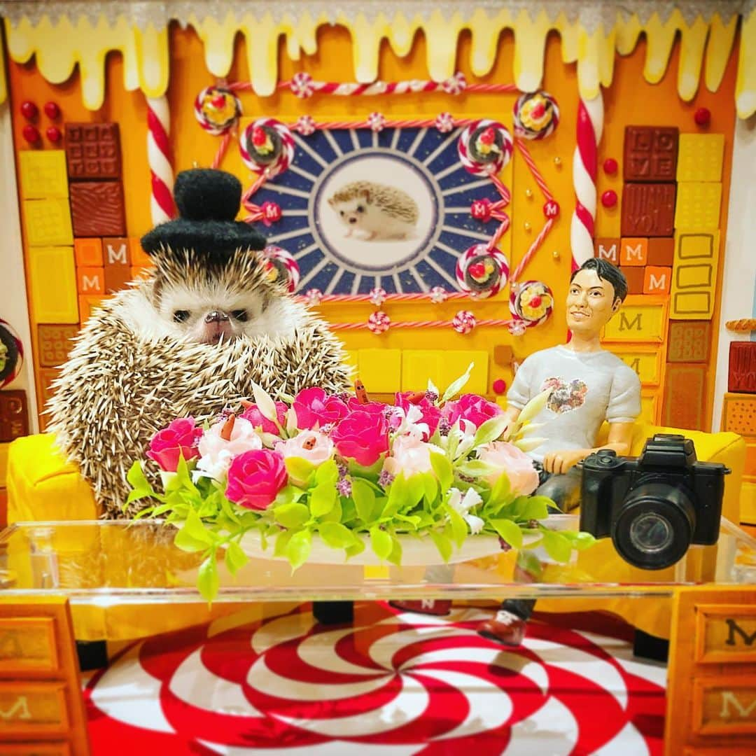 あずきさんのインスタグラム写真 - (あずきInstagram)「Hedgehog was featured on TV last night! 昨日はTBSのバラエティ番組（出演者は番組名は書いてはいけない決まりだそうです😓）に出させて頂き、皆さんから大変な反響がありとても嬉しいです。見てくださった方、どうもありがとうございました😊 . 広告写真の仕事以外でマツコさんとお話し出来るなんて夢のようでした。終始顔が引きつっていましたが笑っていただけたら嬉しいです😆 . . 収録は90分ノンストップで話しまくり、それを制作スタッフが収まるように編集してくれます。事前に進行を全て暗記しないといけないのですが、始まったら全て真っ白に飛んでしまいました😨💦 . 担当の制作チームが凄く良い方ばかりで、ちゃんとハリネズミの飼育が大変なことを積極的に入れる方向で考えてくれたり、取材も各所丁寧なやり取りをしてくださり、テレビの人の嫌な印象が無くなるくらい、気持ちの良いスタッフさんでした。 . 今回は本当にたくさんのハリ飼いさん（※ハリネズミを飼っている人のこと）に協力いただき感謝しています☺️🙏💕 僕の変態がややフィーチャーされがちでしたが、皆さんのご協力があってできた番組だと思っています。ありがとうございました😊 . あと、番組上、かなり言うことや表記など、放送2日前までやり取りしてこだわって編集していただいたのですが、時間の都合で、『病院を調べてから飼うこと』『寿命が2〜5年で短いこと』『糞尿の毎日の掃除が必須なこと』『安易に飼って捨ててしまう人がいること』などがマツコさんにお話ししましたがカットされました。 . ツイッターなどでは、可愛いことばかりで、大切なことが言われてないとお叱りの投稿もちらほら見られましたが、動物を飼う責任を伝えることは大きな課題なので、インスタやツイッターをやっている皆さんで協力しあって、新しくハリ飼いになろうとしている方にこれからずっと伝えて行けたら良いなぁと思っています。 . 短い限られた番組内ではあれが限界で、ご理解いただけると幸いです🙏 . . なにはともあれ、無事に放送が済んでホッとしました。ありがとうございました☺️🙏☺️これからもよろしくお願いいたします。 . . . #アヤさんの巻き込み事故のくだり最高 #ボンアムアラジン帽からのコスプレ画像 #ボードをめくる時に小さくジャンと言ってた #番組私物化 . #知らない世界 #tbsバラエティ番組  #ハリネズミの世界 #マツコデラックス #干し芋食べたくなる  #ミニチュア #miniatire #はりねずみ #ハリネズミ #hedgehog #pygmyhedgehog #lovelypet #cuteanimals #はりねずみのもなか #hedgie #고슴도치 #刺猬 #hedgehogazuki  #hedgehogsofinstagram #animaladdicts #petscorner  #cutepetclub #worldofcutepets #animalvibes」3月4日 11時46分 - hedgehog_azuki