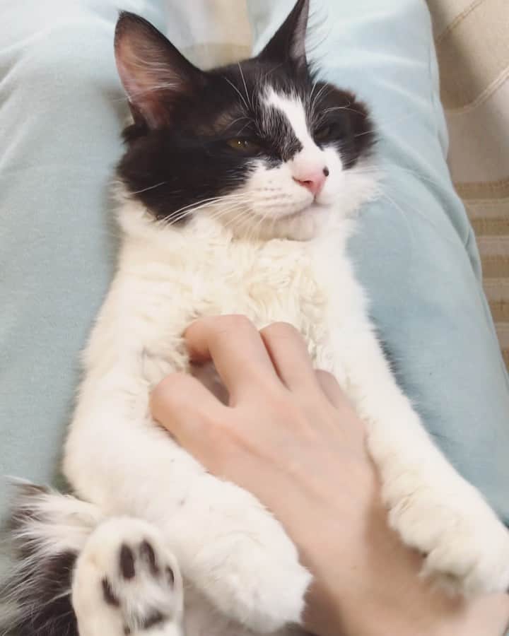 もじゃころのインスタグラム：「坂東が犬なのか猫なのかハッキリしないとモヤッとするので、ここで坂東本人にワンちゃんなのかネコチャンなのかズバリ聞いてみました😂😂😂 最後即答🤣🤣🤣 #坂東玉隠しシャシャ丸  #坂東玉隠しシャシャ丸の歌  #あいちゃんの膝の上  #水曜日の悪夢」