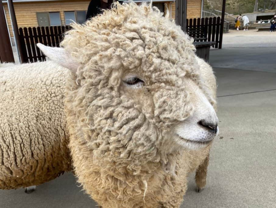 野田彩加さんのインスタグラム写真 - (野田彩加Instagram)「羊🐏🐑🐏🐑🐏 すんごい笑 かわいかったー🐏❤️ 羊の赤ちゃんもいたよぉ😍❤️❤️ #マザー牧場　#羊　#羊の赤ちゃん #sheep #🐏　#🐑」3月4日 11時59分 - aya.205