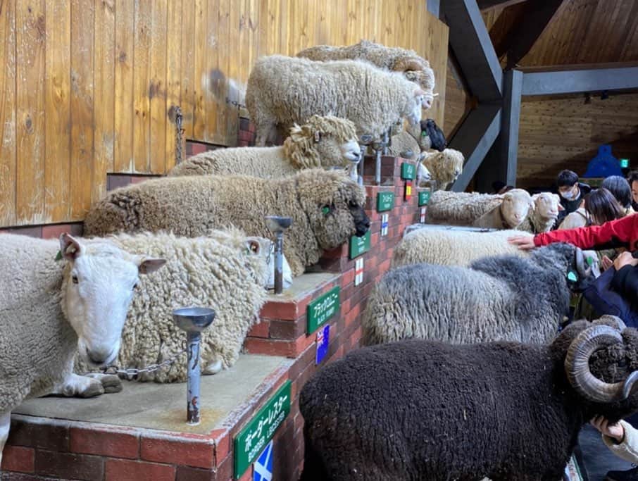 野田彩加さんのインスタグラム写真 - (野田彩加Instagram)「羊🐏🐑🐏🐑🐏 すんごい笑 かわいかったー🐏❤️ 羊の赤ちゃんもいたよぉ😍❤️❤️ #マザー牧場　#羊　#羊の赤ちゃん #sheep #🐏　#🐑」3月4日 11時59分 - aya.205