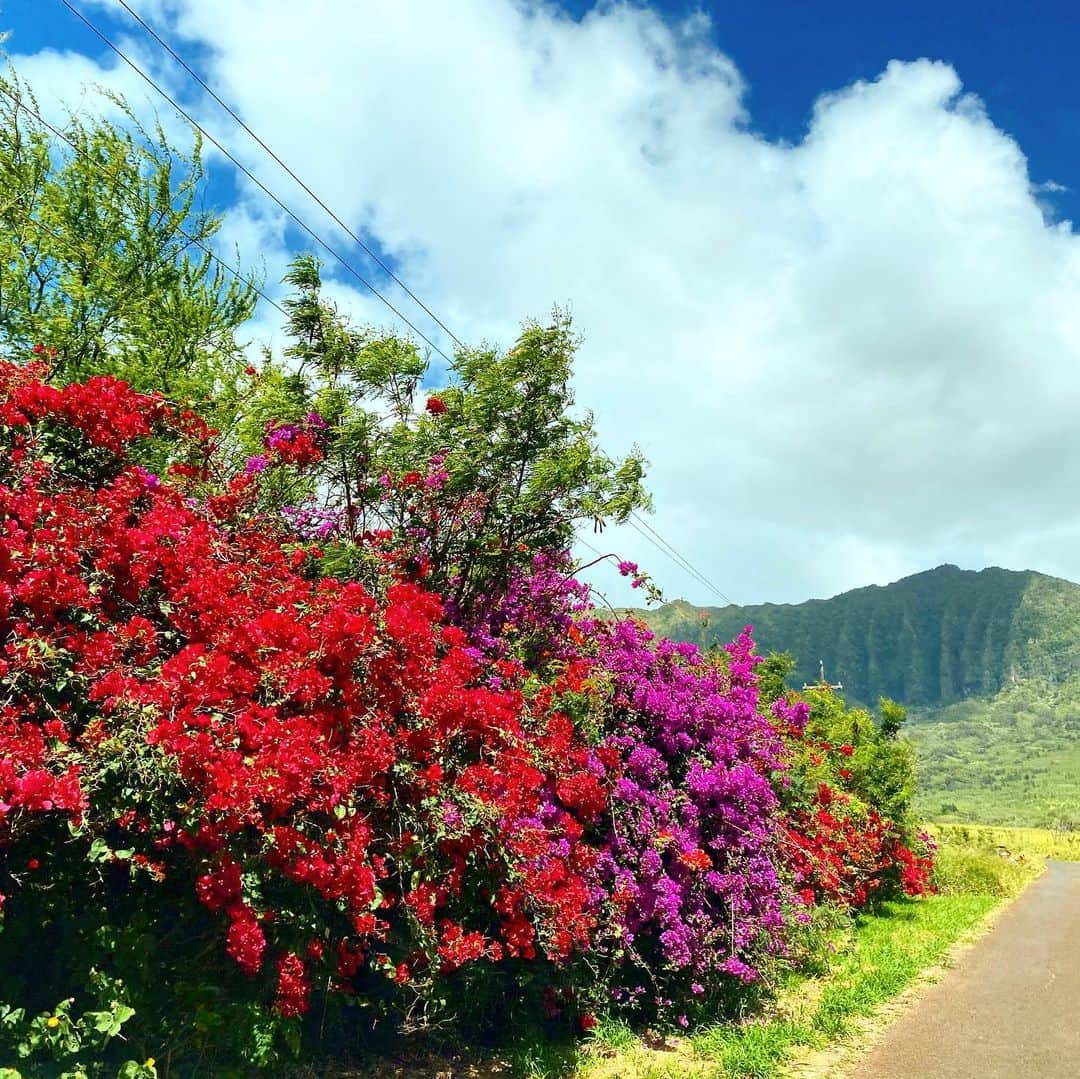 マキ・コニクソンさんのインスタグラム写真 - (マキ・コニクソンInstagram)「ハワイからおっはよ！🌺 私ブーゲンビリアが大好き！色が鮮やかでとにかくハッピーな気分になる！🤗今日も朝からやる事たくさんあってバタバタだけど一つ一つ丁寧にこなしていきます！💪🏼 お互い”小さな発見大きな喜び”で今日も自分のハッピーを見つけて行こうね！😊 #ハワイのおすそ分け🤙🏼 #南国の花が大好き 💕💕」3月4日 6時18分 - makikonikson