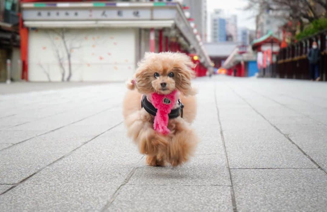 Toypoodle Mikuru?Asakusa Tokyoのインスタグラム：「20200304 Wednesday. Good morning! Friends 💕 Runner💨 . 走る〜 走る〜 みきゅるん🎶 仲店通り爆走ちう😎 珍しくマジメなお顔で走ってるね☺️ . #仲店通り #浅草寺 #雷門 . コロナ的な感じで忙しいのか 月初で忙しいのか もう分からない🥺 pandemicにならないことを祈りつつ 通常通勤電車はガラガラです😓」
