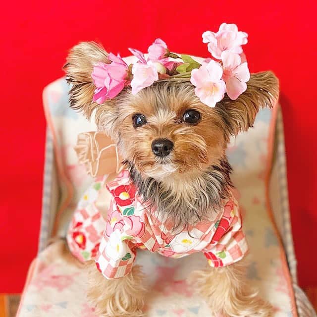 筒井萌子のインスタグラム：「* 昨日のひなまちゅり🎎 うにが可愛すぎる〜🐶❣️ ・ 舞台『女医レイカ』チケット販売中‼️ メインキャスト看護師・白鳥清美役👩🏼‍⚕️ 2020年3月5日(木)〜8日(日) 池袋シアターグリーン BASE THEATER チケットはプロフィールページからお買い求め頂けます◡̈♥︎ お会いできるのを楽しみにしています♪♪ ・ #FRENCHPOUNDHOUSE #世界一のショートケーキ #ショートケーキ ＃ケーキ#モンブラン #稽古 #舞台 #筒井萌子 #女優 #モデル  #女医レイカ #清水寺」