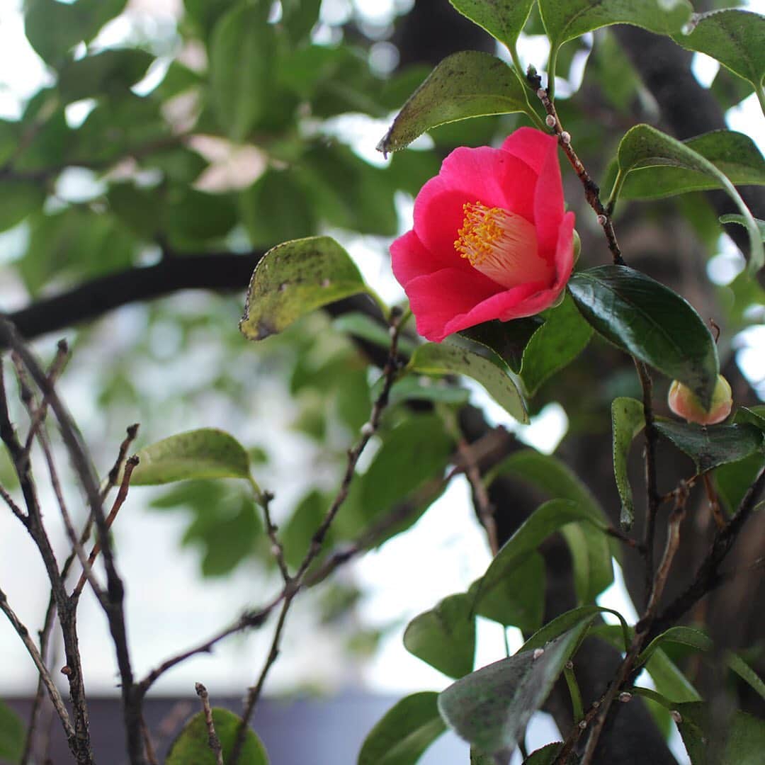 SHISEIDO THE GINZAさんのインスタグラム写真 - (SHISEIDO THE GINZAInstagram)「【銀座だより｜花椿通りの椿】 当店横の花椿通りと中央通りが交わる角に植えられた椿。 この椿、昭和初期に出雲から寄与された出雲椿（ヤブツバキ）が街路樹として植えられ、「花椿通り」の名前の由来となったそうです。  今年も花椿通りのヤブツバキは、いつもの年と変わらない花をつけています。  #資生堂 #shiseido #shiseidothestore #花椿通り #椿 #藪椿 #ヤブツバキ #花 #flowers #銀座 #ginzatokyo」3月4日 9時28分 - shiseidothestore