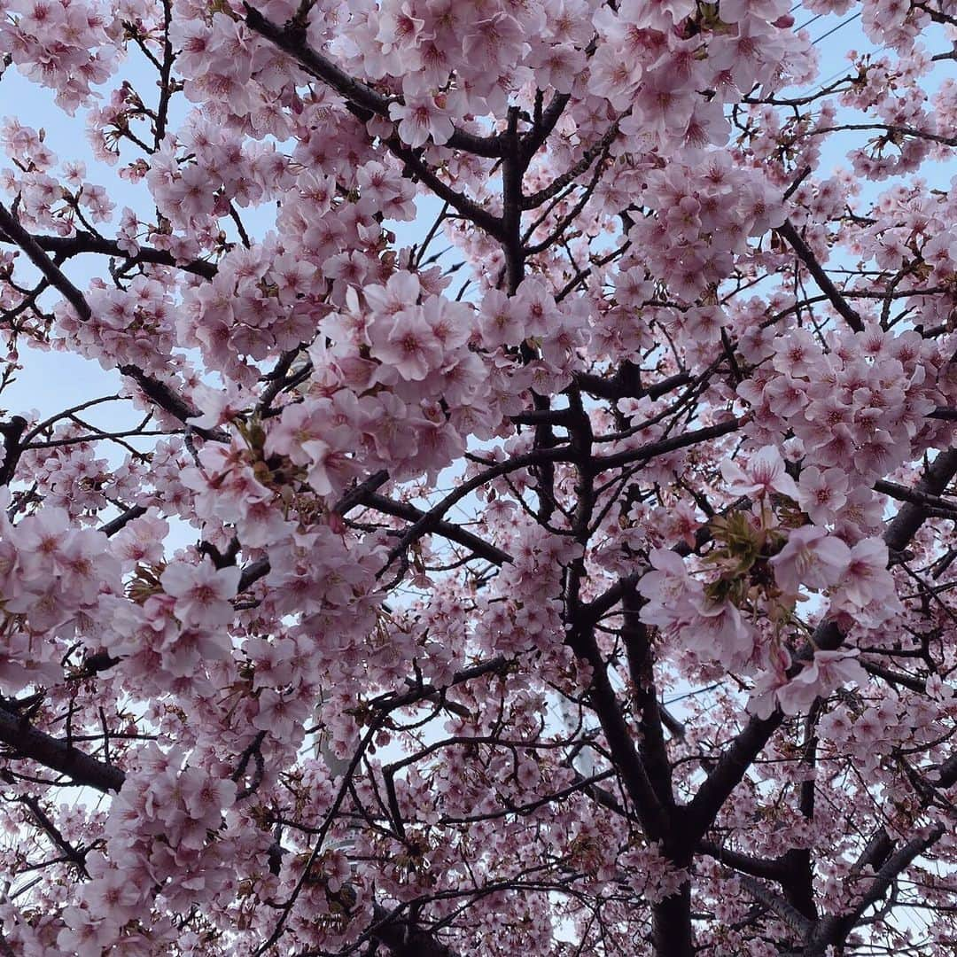 上野りみのインスタグラム：「ねぇ!!東京もう桜さいてるさ!!🌸 やばすぎぃ~⁽⁽◝( •௰• )◜⁾⁾ ． ． ． #桜 #空 #空が好きな人と繋がりたい #お花見 #いいね返し #東京 #jkブランド #jk2 #instagood #instalove #instalike #f4f #l4l #l4likes #sky #japan #좋아요반사 #소통 #팔로우 #여행 #여행스타그램 #여행에미치다　#풍경」