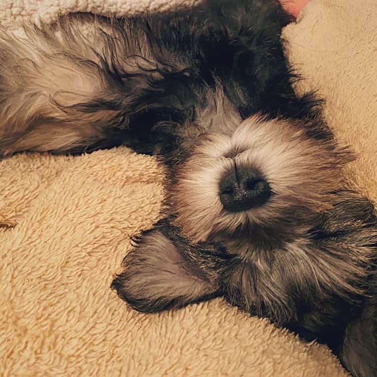 押尾学さんのインスタグラム写真 - (押尾学Instagram)「そろそろおやすみなさい😴⭐ #goodnight #miniatureschnauzer #instadog #dogstagram #love #instagood」3月4日 21時20分 - manabuoshio_official
