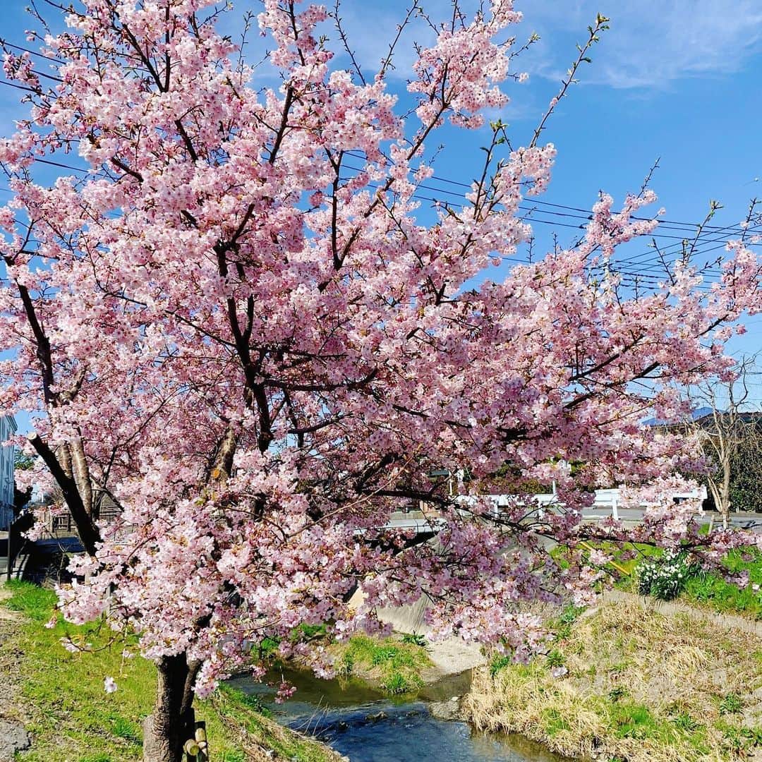 川越氷川神社さんのインスタグラム写真 - (川越氷川神社Instagram)「#川越氷川神社﻿ ﻿ 神社の近くを散策してみてください。春に出会えます。 ﻿ #新河岸川﻿ #川越﻿ #kawagoe﻿ #春」3月4日 21時18分 - kawagoe_hikawa