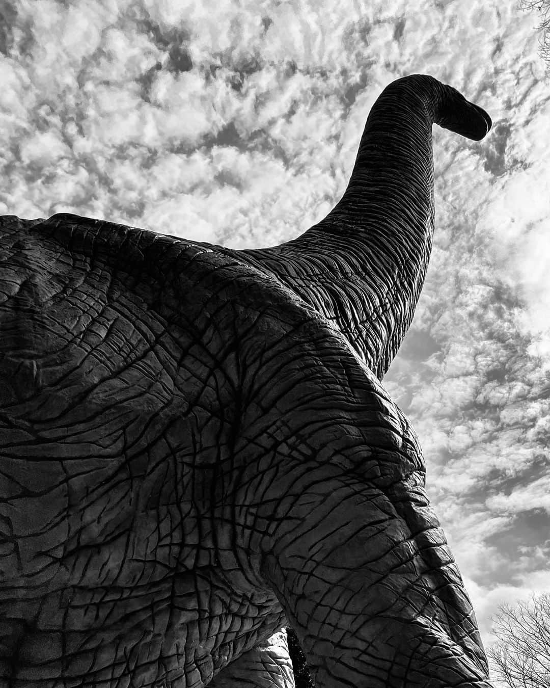 Jamioのインスタグラム：「Dinosaur. のび太の恐竜。 . #ThePerspectiveSeries #ShotoniPhone iPhone Only .」