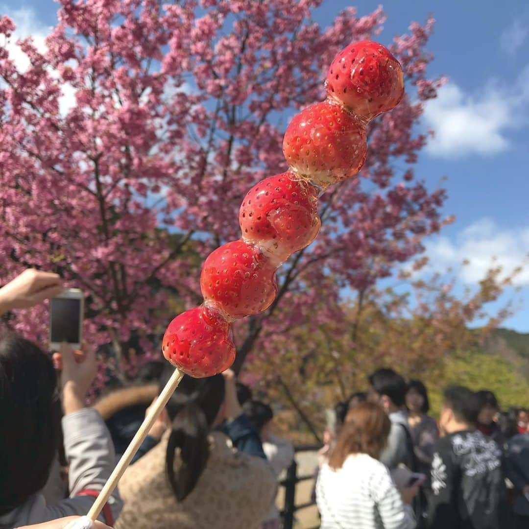 今中沙季のインスタグラム：「河津桜祭り✿...*ﾟ . # #いちご飴#河津桜祭り#河津桜祭り🌸 #2020#」