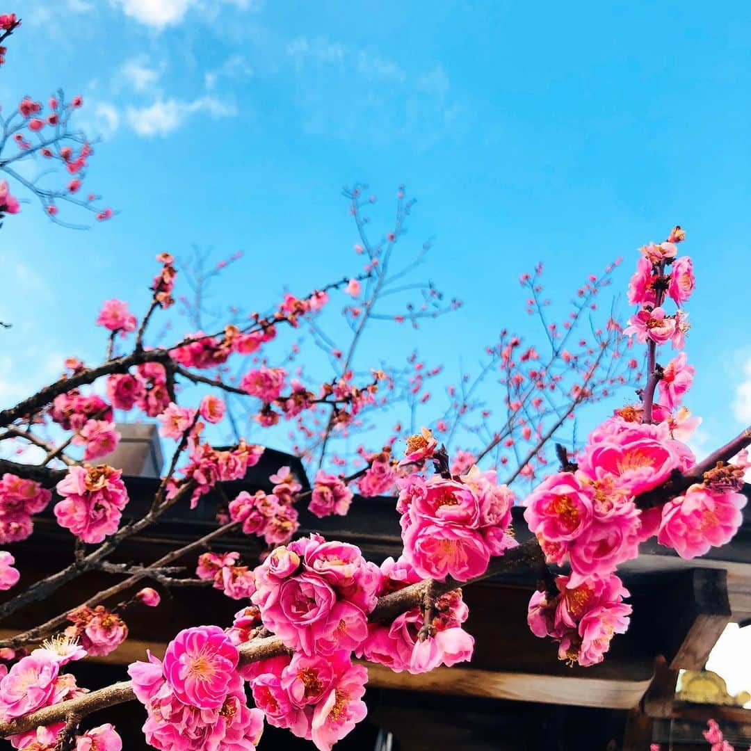 龍真咲さんのインスタグラム写真 - (龍真咲Instagram)「北野天満宮。 梅ミンツの香り。 梅>桜な気分で。 春に向かうこの時期だけの香り。  カレンダーのお申し込み、有難うございます💟心を込めて、丁寧にお送りします‼︎ #龍真咲のMOONLIGHTPARTY#ニッポン放送　今夜21:30〜RADIOもあります📻 みんな、聴いてね✨ そして、早く平穏な世の中になります様…。引き続き、自己管理も気を付けて行きましょう💪」3月4日 13時14分 - masaki_ryu