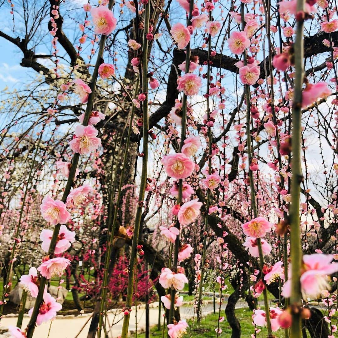 龍真咲さんのインスタグラム写真 - (龍真咲Instagram)「北野天満宮。 梅ミンツの香り。 梅>桜な気分で。 春に向かうこの時期だけの香り。  カレンダーのお申し込み、有難うございます💟心を込めて、丁寧にお送りします‼︎ #龍真咲のMOONLIGHTPARTY#ニッポン放送　今夜21:30〜RADIOもあります📻 みんな、聴いてね✨ そして、早く平穏な世の中になります様…。引き続き、自己管理も気を付けて行きましょう💪」3月4日 13時14分 - masaki_ryu