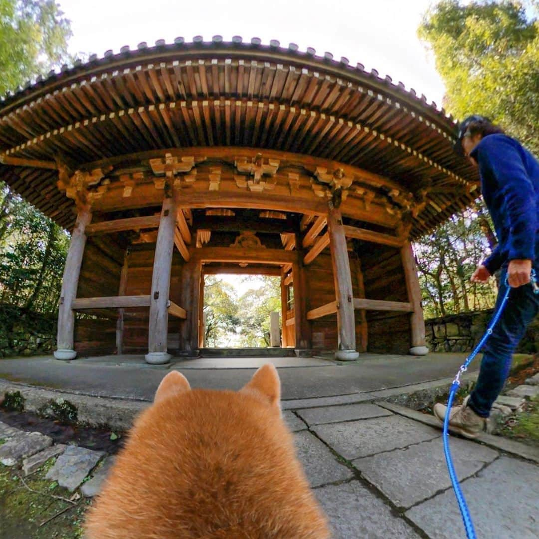 BlackRed shibasさんのインスタグラム写真 - (BlackRed shibasInstagram)「Musashi eyes. 君の目線からなら大きいなぁ #屋島寺 . . . #gopromax #goprofetch  @goprojp @gopro . #GoProJP #neneandmusashi2020 #GoPro #ゴープロ #shiba #shibinu #柴犬 #しばいぬ #japan #gopropets #lovely #cute #goprodog #goproのある生活 #happy #goprodog #gopropets #otvadventures #besomedoggy #doggo #goprodogsquad #capturedifferent #柴犬ライフ」3月4日 13時22分 - black_red_jp