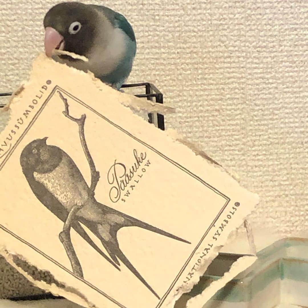 新井恵理那さんのインスタグラム写真 - (新井恵理那Instagram)「この子の最近の趣味∧( 'Θ' )∧ お気に入りのポストカードがボロボロです。。でもうまく繋がってきていて見事！と褒めてしまう、親バカ。（ ; ; ） #ブルーボタンインコ #ラピス #bird #新井恵理那 #centforce」3月4日 13時38分 - elina_arai