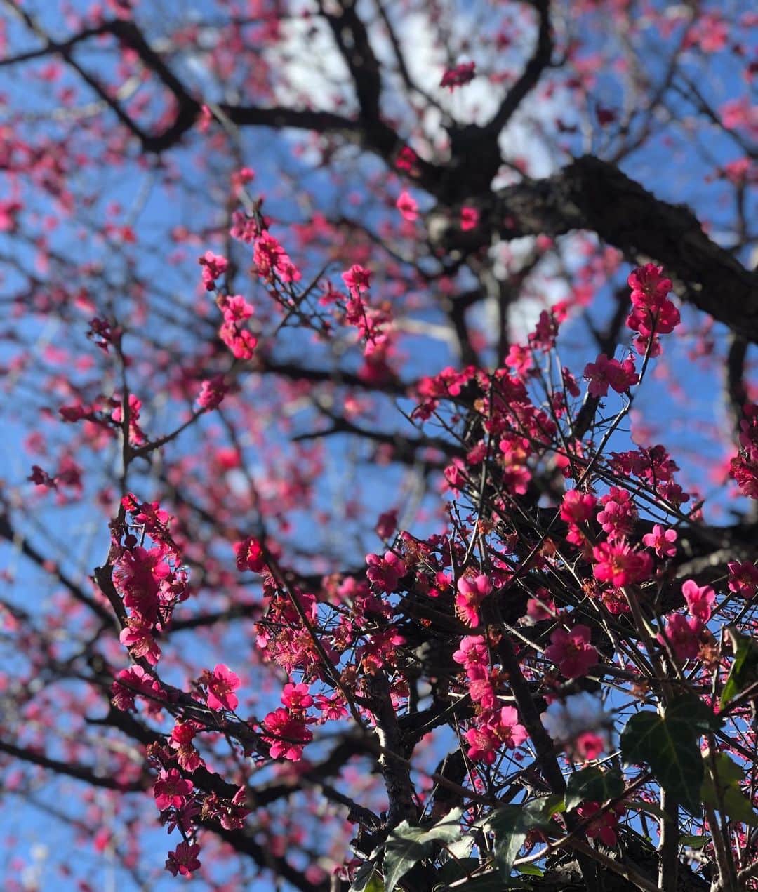 木下ココさんのインスタグラム写真 - (木下ココInstagram)「いつもの景色に彩りが加わって、 見慣れた景色も違って見える🌸 ・ ・ ・ #四季 #春 #紅梅 #梅 #plumblossom  #plumtree」3月4日 13時49分 - cocot_chan