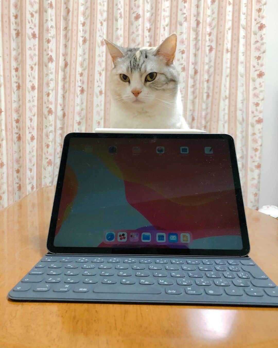 Natsukiさんのインスタグラム写真 - (NatsukiInstagram)「先日、予約してたiPad Proが入荷し受け取って来ました。  iPad miniが職場から配布されてるんだけども、書き込めないのが不便でー。 今回はキーボードも付けたし、快適(^^) PCの前に座ることが少なくなりました！  そして、新しいものが出てくると、必ずしらすチェックが入ります笑  #cat  #scottishfold  #猫のいる暮らし」3月4日 14時01分 - milky517