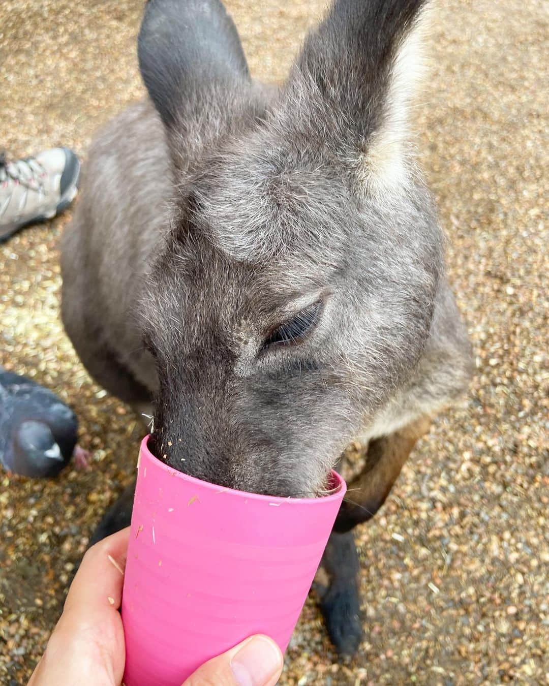 荒尾茉紀のインスタグラム：「雨が止んだから動物園へ🦘田舎感？地元感？があるところでした❣️コアラの寝顔が可愛い💕 #sydney #留学 #zoo #動物園 #カンガルー #コアラ」