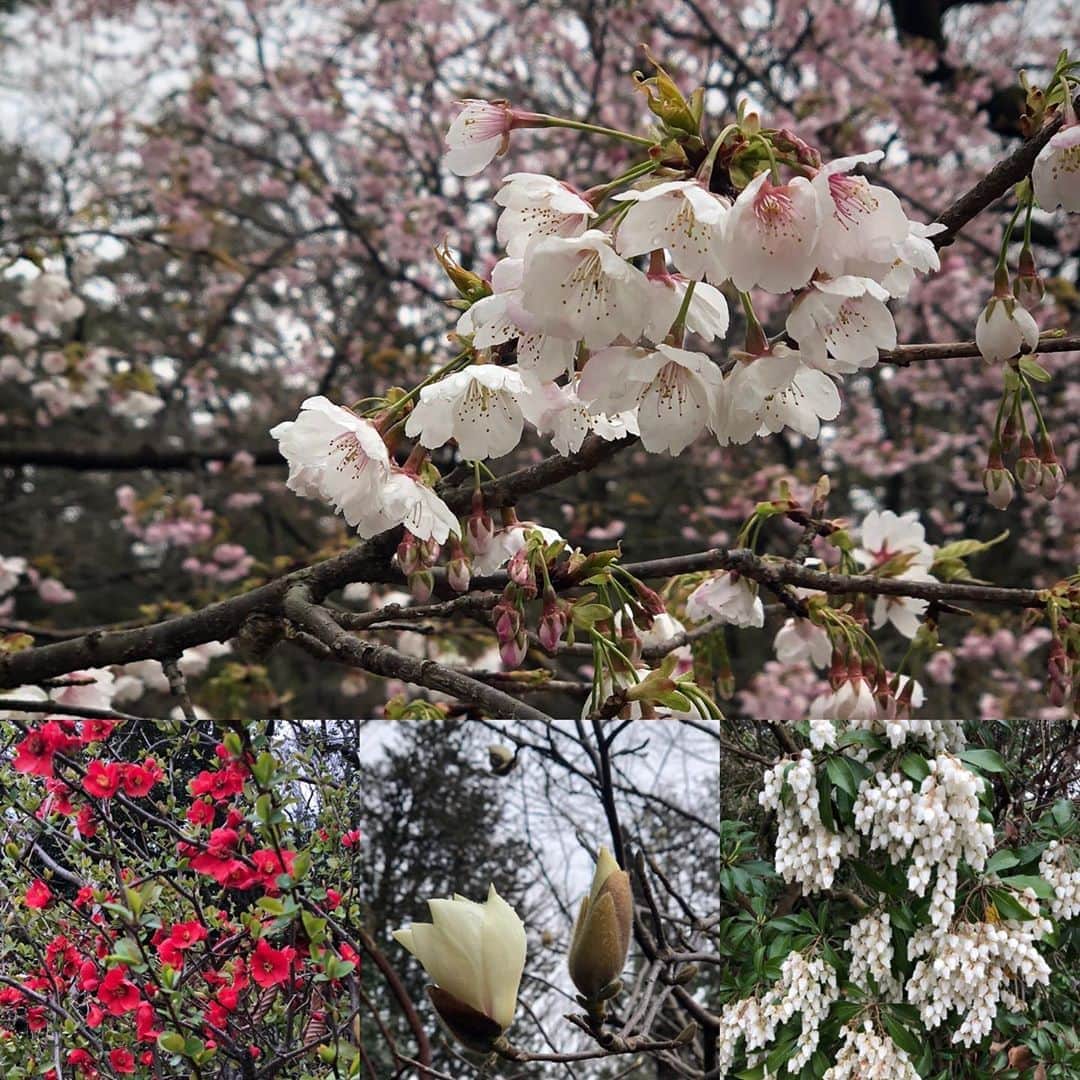 山神明理さんのインスタグラム写真 - (山神明理Instagram)「今日は、植物園でお散歩してきました✨ 上は大寒桜。早咲きの桜ですが、今年は特に早く咲いている所もあるとか。下の段は、左からボケ、ハクモクレン、アセビ。 2枚目は、ソメイヨシノ。 もう、つぼみが黄色くなってきていました🌸あと10日ほどで開花の予想です😲はやーい❗️ #暖冬 #桜の開花 #今年は早い」3月4日 15時19分 - akari_yamagami
