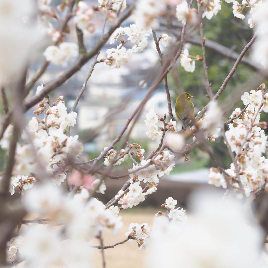 福岡女子短期大学さんのインスタグラム写真 - (福岡女子短期大学Instagram)「10号館横に咲く早咲きの桜が満開です🎀今日はメジロ✨もサクラを楽しんでいました🌸 . この投稿をご覧になって「いいね👍」「役に立った」と思われた方は、@fukuoka_wjc をフォローをお願いします🥺 . ========[ お知らせ ]======== 西鉄福岡（天神）駅🚋北口改札前・地下鉄🚃天神駅に設置されている資料ボックスに本学も参画しております。『2020大学案内📕』につきましてはこちらでも配布しております🖌 ========================= . 子ども学科/健康栄養学科 音楽科/文化教養学科 . 福岡女子短期大学 住所：‪‪‪‪福岡県太宰府市五条四丁目16番‬1号‬‬‬ tel：‪‪‪092-922-4034‬‬‬（代表） . #春は必ず来る #サクジロー #福岡女子短期大学 #福女短 #メジロ #目白 #太宰府市 #桜 #桜満開 #野鳥 #Whiteeye #繍眼鳥 #太宰府 #サクラ #バードウォッチング #microfournerds #microforthirds #マイクロフォーサーズで撮る世界 #birdlife #birdstagram #instabird #Birding #birdlovers #birdlover #perfect_birds #BIRDPARK #birdwatch」3月4日 15時53分 - fukuoka_wjc