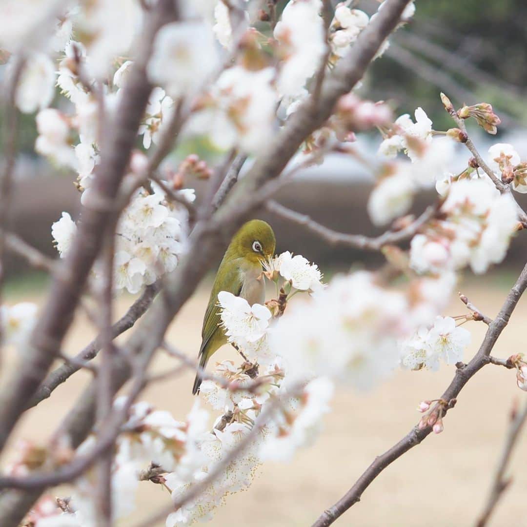 福岡女子短期大学さんのインスタグラム写真 - (福岡女子短期大学Instagram)「10号館横に咲く早咲きの桜が満開です🎀今日はメジロ✨もサクラを楽しんでいました🌸 . この投稿をご覧になって「いいね👍」「役に立った」と思われた方は、@fukuoka_wjc をフォローをお願いします🥺 . ========[ お知らせ ]======== 西鉄福岡（天神）駅🚋北口改札前・地下鉄🚃天神駅に設置されている資料ボックスに本学も参画しております。『2020大学案内📕』につきましてはこちらでも配布しております🖌 ========================= . 子ども学科/健康栄養学科 音楽科/文化教養学科 . 福岡女子短期大学 住所：‪‪‪‪福岡県太宰府市五条四丁目16番‬1号‬‬‬ tel：‪‪‪092-922-4034‬‬‬（代表） . #春は必ず来る #サクジロー #福岡女子短期大学 #福女短 #メジロ #目白 #太宰府市 #桜 #桜満開 #野鳥 #Whiteeye #繍眼鳥 #太宰府 #サクラ #バードウォッチング #microfournerds #microforthirds #マイクロフォーサーズで撮る世界 #birdlife #birdstagram #instabird #Birding #birdlovers #birdlover #perfect_birds #BIRDPARK #birdwatch」3月4日 15時53分 - fukuoka_wjc