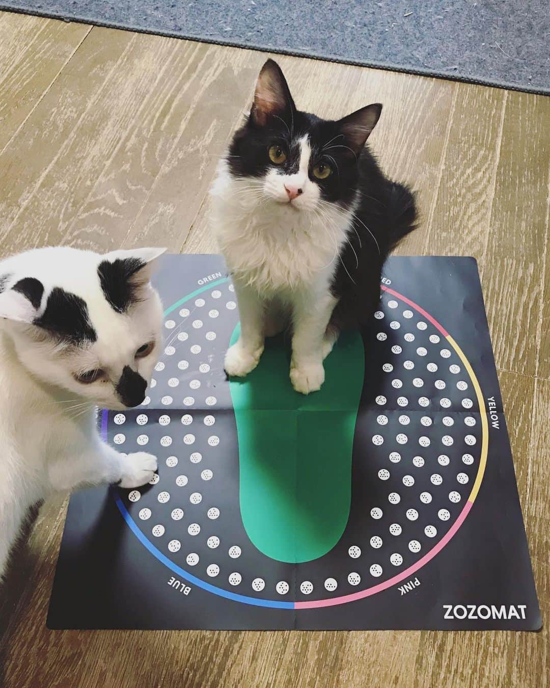 もじゃころのインスタグラム：「興味本位で頼んだZOZOMAT。 届いたので計測しようと広げたら、坂東が真っ先に足のサイズ測りたいって😂😂😂 一応アプリも立ち上げてあげてスキャンしてあげたけど当然無理なので、手動で測ってあげました！約12センチだって😂デカいなオイ🤣🤣🤣 自分の足のサイズも測ったけど結構詳しくわかってとてもいいと思います👍👍👍 #zozomat  #坂東玉隠しシャシャ丸 #足のサイズ」