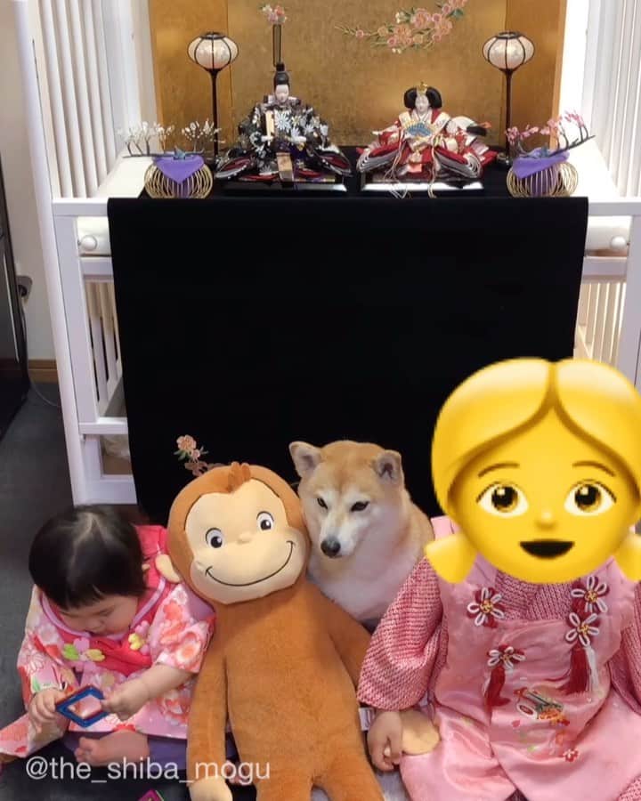 Moguのインスタグラム：「. ひなまつりの歌だそうですなの。 #これはかぐや姫というグループのなごり雪という歌です少し間違えてるけど #あくまでもぐの考えだけどたぶんひなまつりの歌じゃない #なぜ最近やたらとこのお猿がいるのか #もぐの居場所よ #ジャイアン子分リサイタルシリーズ #ひなまつり #雛祭り #hinamatsuri . @the_shiba_mogu  #柴犬 #shibainu #shiba#赤柴 #redshiba#犬 #dog#しばいぬ#nannydog#犬と子供#子供と犬#柴犬と子供#柴#赤ちゃんと犬#犬と赤ちゃん#柴犬と赤ちゃん#赤ちゃんと柴犬#柴犬のいる暮らし#子守犬」