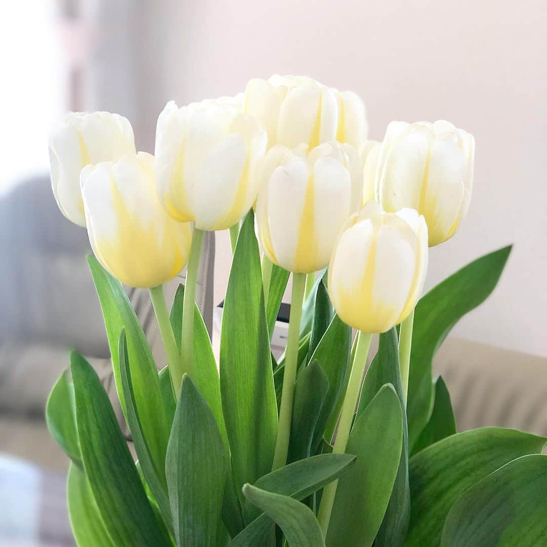 石橋あこさんのインスタグラム写真 石橋あこinstagram チューリップかわいい チューリップ 花 花のある暮らし Flower 春 3月4日 17時21分 Acococo1