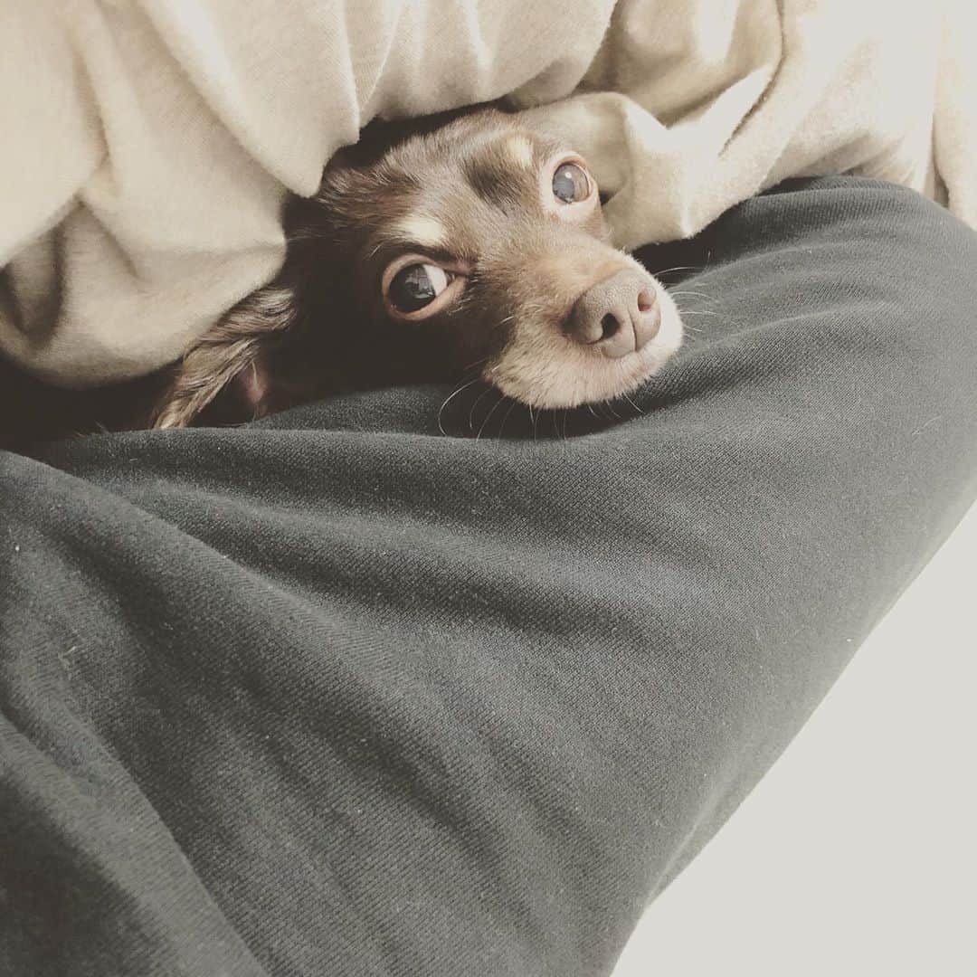 のインスタグラム：「犬は無駄に見つめてくるなぁー #ダンベル  #いぬすたぐらむ🐶」