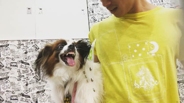 のインスタグラム：「﻿ 今日も楽しくトリミング終了😁﻿ ﻿ 来店2回目のルークくん。﻿ まだまだ僕も掴めなくて﻿ なかなかうまくいかなかったけど﻿ 最後は落ち着いてくれてよかった😌﻿ ﻿ 学びの日でした‼️﻿ ルークくんありがとう😊﻿ ﻿ ﻿ そして、﻿ なかなかできなくて﻿ 凹んでるぼくに﻿ コーヒーを入れてくれて﻿ チョコ差し出してくれる﻿ 仲間達がいるのにも感謝します🙇‍♂️﻿ ありがとう😊 ﻿ @ace.trimming.account  @moeri1228 ﻿ ﻿ ﻿ ドッグビューティーサロンELLE ﻿ 06-6431-3838﻿ ﻿ ■■■■■■■■■■■■■■■■■■■﻿ 🌟YouTubeはじました🌟　﻿ プロフィールリンクから見てみてください😉 ﻿ ■■■■■■■■■■■■■■■■■■■﻿ ﻿ #トリマー #trimmer #グルーマー #instadog #dogstagram #슈나우저 #トリミング #ブレちゃん #BOKUMO取扱店 #훈육미용　#긍정미용사  #훈육미용사 #긍정미용사 #훈육미용사 #남자애견미용사 #애견미용사 #애견미용 #펫스타일리스트 #강아지미용  #petgrooming #doggrooming #優しいトリミング」
