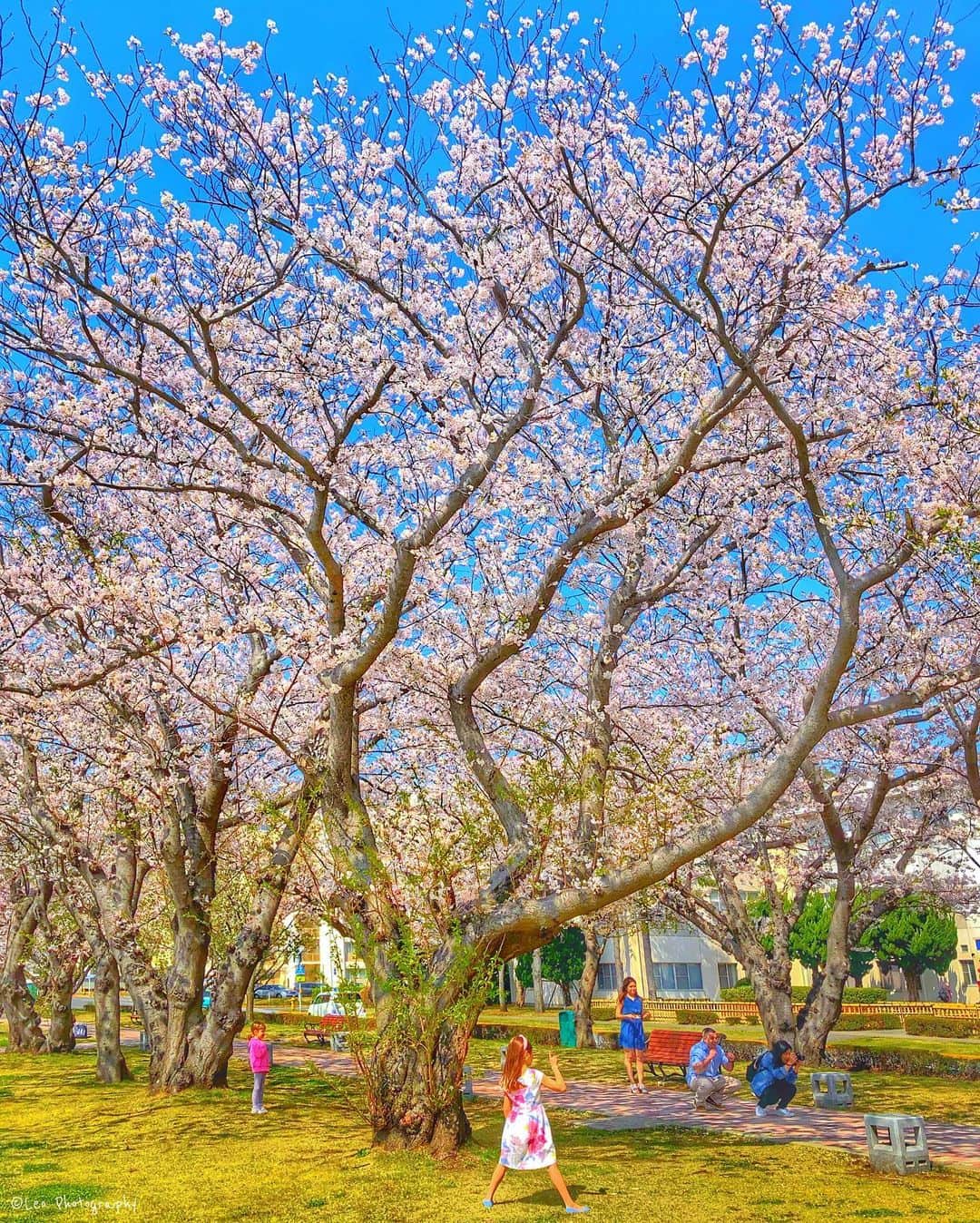 leo7000のインスタグラム：「そろそろ桜の開花が楽しみですね🌸😆✊🏻🍻✨ 今年はお花見出来るかな？🤔💭 皆さん、今日もお疲れ様でした~♪ 🍺🍺✨」