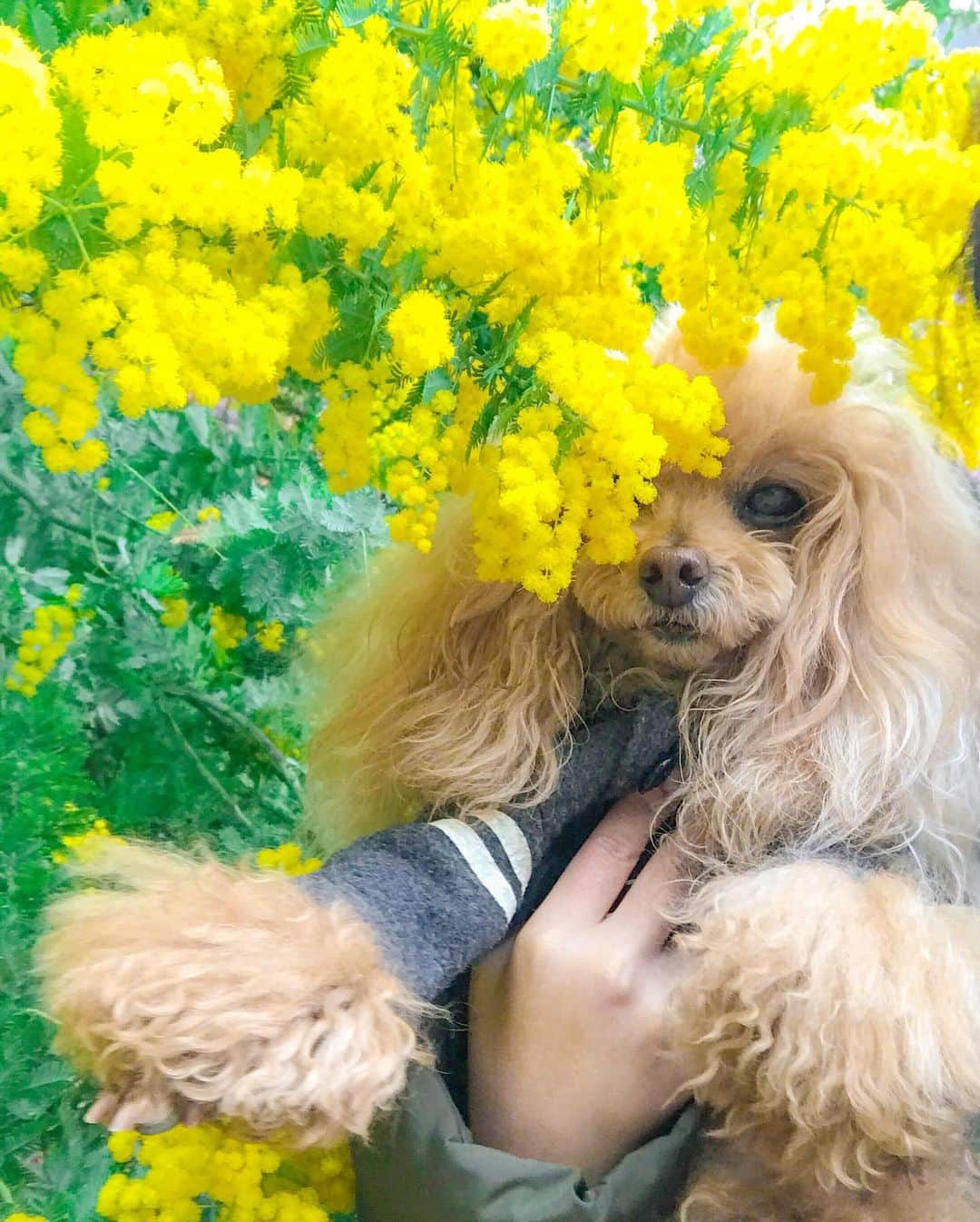 Toypoodle Mikuru?Asakusa Tokyoのインスタグラム：「20200304 Wednesday. ミモザってみます？ . 接近撮影は 一人だったのでiphoneにて😅 お散歩途中だから仕方ないか〜😔 . #ミモザ で身悶え #仮面女子 みたいな #不機嫌な彼女」