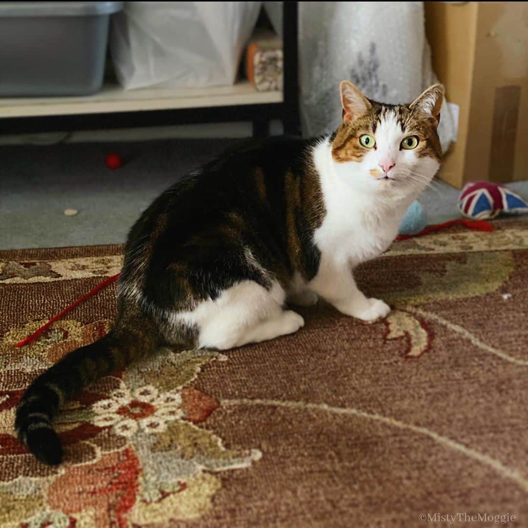 Misty The Moggieのインスタグラム：「Zoomies starting in 3... 2... 1...」