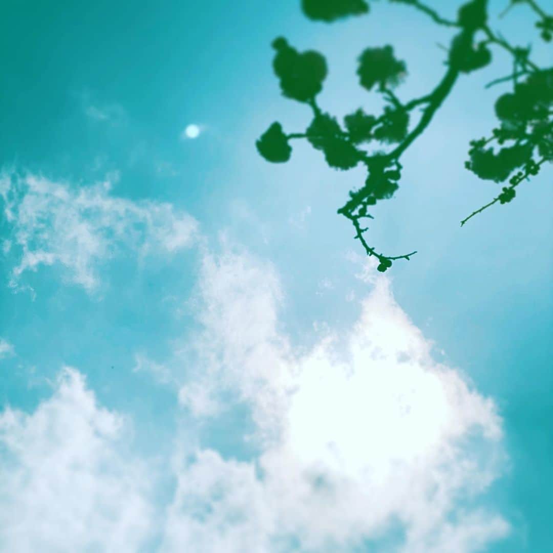 中野敬久さんのインスタグラム写真 - (中野敬久Instagram)「#silhouette #flower #sky #goodmorning #hope」3月5日 6時51分 - hirohisanakano