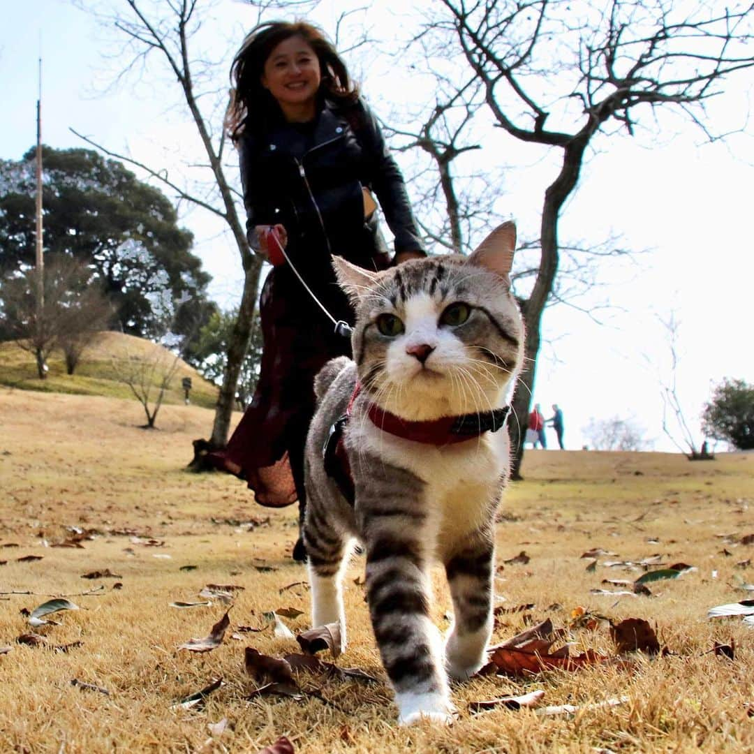 Nyankichi Noranekoさんのインスタグラム写真 - (Nyankichi NoranekoInstagram)「ぼくとのパトロールは、台湾🇹🇼の猫夫人🐱も大喜びだったにゃり❣️ #猫 #고양이 #แมว #貓 #кошка #qata #chat #ニャンスタグラム #にゃんすたぐらむ #gato #ねこ部 #旅猫 #動物 #ねこのきもち #ニャン吉 #保護猫 #イケニャン #japan #猫写真 #ねこ #mèo #kucing #ネコ #写真展 #妙見温泉 #霧島 #鹿児島 #天空の森 #猫夫人」3月5日 6時55分 - noraneko_nyankichi