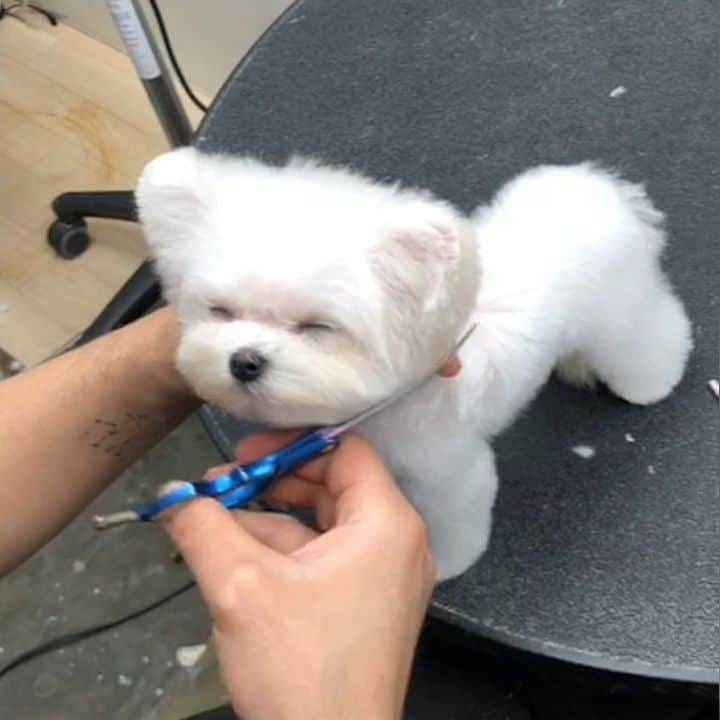 띠비비샤샤루루슈엘のインスタグラム：「. 미용은 졸려요🐧😴 . . . #PENG #펭 #Teddybear #bichon #bichonfrise #비숑프리제 #비숑그램」