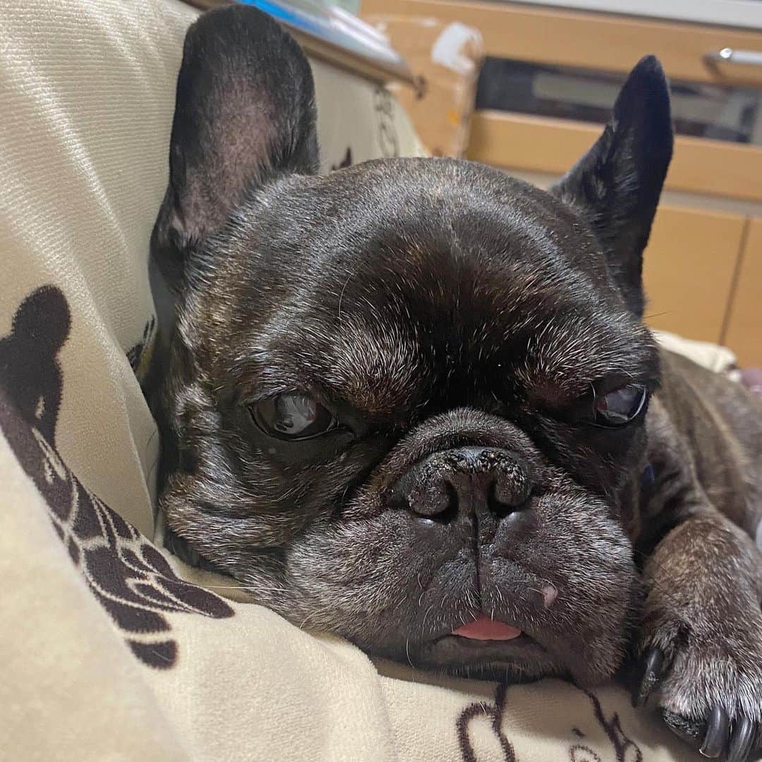 ホームランなみちさんのインスタグラム写真 - (ホームランなみちInstagram)「ちょっと舌が出ちゃうロック♡ #フレンチブルドッグ」3月4日 22時31分 - nami_onpu_uta