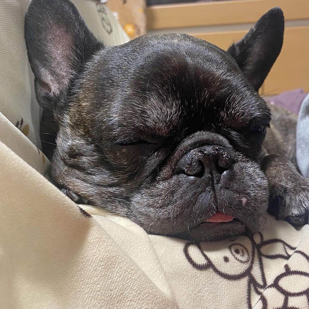 ホームランなみちさんのインスタグラム写真 - (ホームランなみちInstagram)「ちょっと舌が出ちゃうロック♡ #フレンチブルドッグ」3月4日 22時31分 - nami_onpu_uta